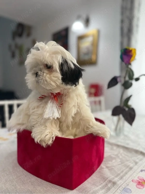 Shih Tzu Mini Toy
