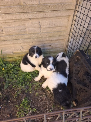 Ciobănesc de Bucovina  - imagine 5