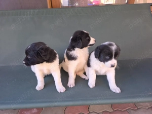 Ciobănesc de Bucovina  - imagine 3