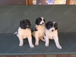 Ciobănesc de Bucovina  - imagine 4