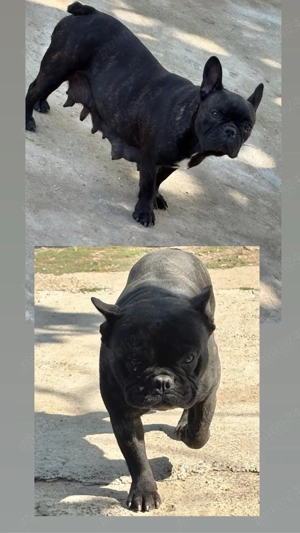 pereche de bulldogi francezi  - imagine 3