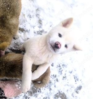 Vând căței Akita Inu  - imagine 2