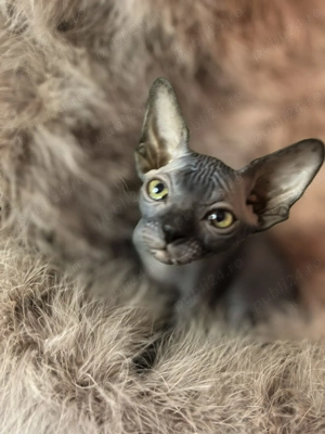 Sfinx canadian - imagine 5