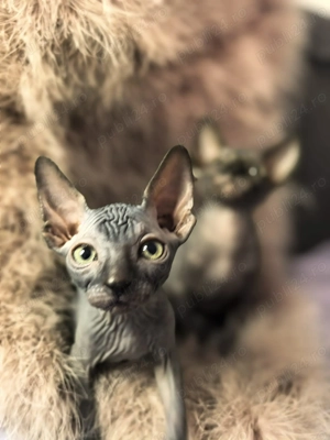 Sfinx canadian - imagine 2