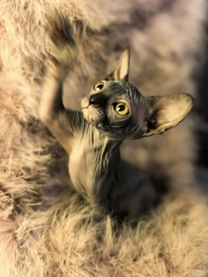 Sfinx canadian - imagine 3