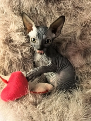 Sfinx canadian - imagine 4