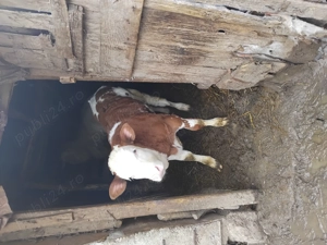 Vând vitel rasa Baltata Romaneasca