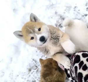 Vând căței Akita Inu 