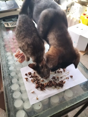 Donam pisicuța cu cățeluș 