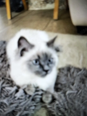 Vind pisică de rasă Birmaneză 