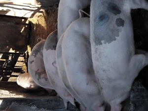 vînd porc  - imagine 2