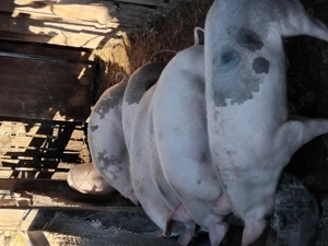 vînd porc  - imagine 3