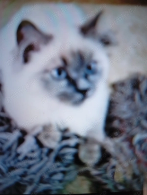 Vind pui de pisică Birmaneză 