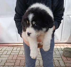 Femela Ciobanesc Romanesc de Bucovina pui - imagine 2