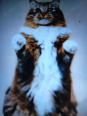 Vind pisică Bengali 