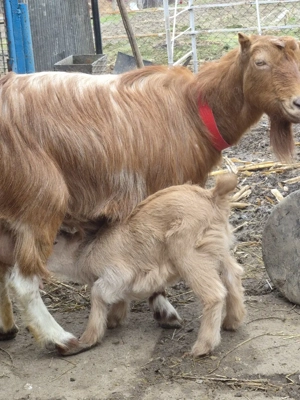 Capră cu două ieduțe