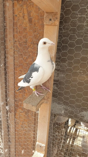 Ocazie! Vand femela voiajor de concurs, 2025, linie Polonia, TOP PREMIUM! - imagine 3