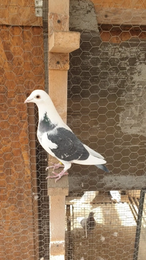 Ocazie! Vand femela voiajor de concurs, 2025, linie Polonia, TOP PREMIUM! - imagine 4