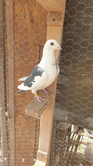 Ocazie! Vand femela voiajor de concurs, 2025, linie Polonia, TOP PREMIUM! - imagine 2