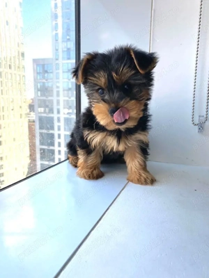 pui de Yorkshire  - imagine 2