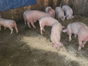 vând soldani rasa de calitate de carne 45-55 kg 