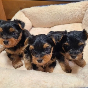 pui de Yorkshire  - imagine 3