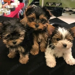 pui de Yorkshire  - imagine 4