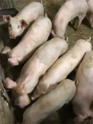 Purcei Șoldani 4 Luni  - imagine 3