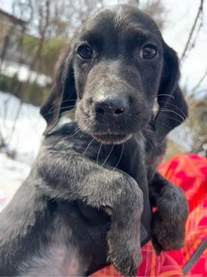 căței spre adopție