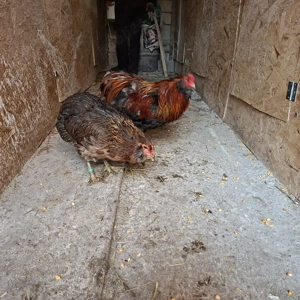 Familie Araucana tineret