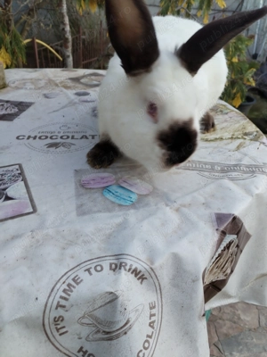 Vând pui și adulti de california californian  - imagine 3