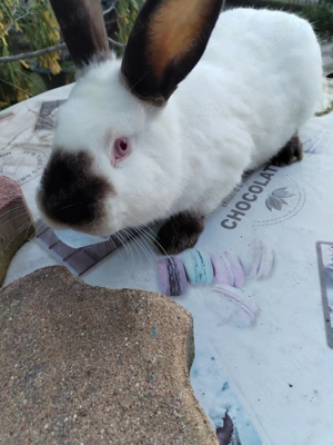 Vând pui și adulti de california californian  - imagine 2