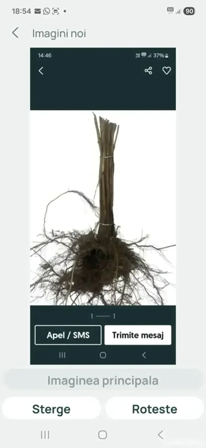 Drajoni zmeură, mur , stoloni căpșuni 