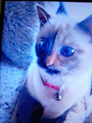 Vind pisică de rasă Birmaneză  - imagine 2