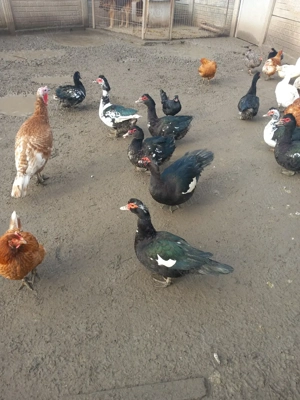 Vând rațe leșești - imagine 4