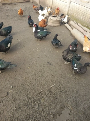 Vând rațe leșești - imagine 2