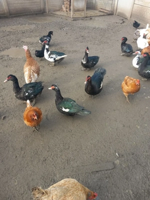 Vând rațe leșești - imagine 5