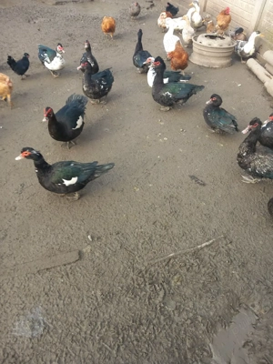 Vând rațe leșești