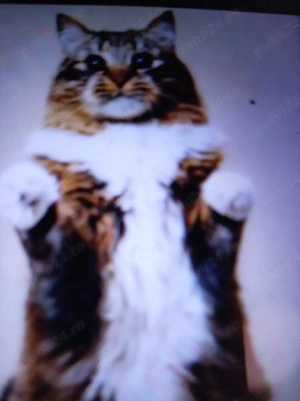 Vind pisică de rasă Bengal 