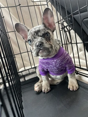 pui de bulldog francez  - imagine 4