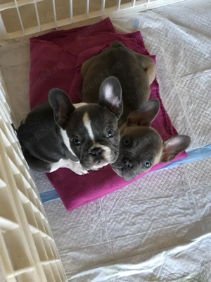 pui de bulldog francez  - imagine 5