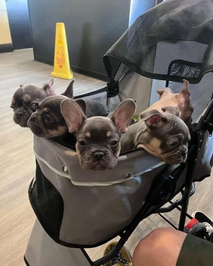 pui de bulldog francez 