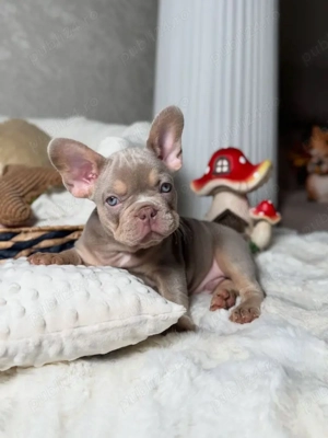 pui de bulldog francez  - imagine 2