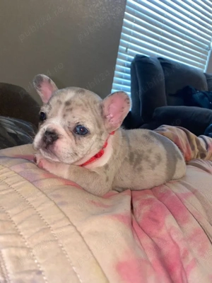 pui de bulldog francez  - imagine 3