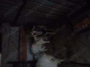 Capre de vânzare  - imagine 3