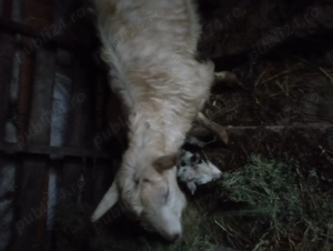 Capre de vânzare  - imagine 2