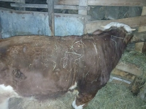 Vând vițel  - imagine 4