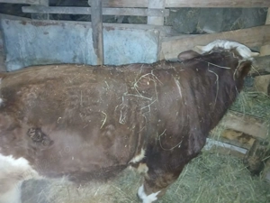 Vând vițel  - imagine 3