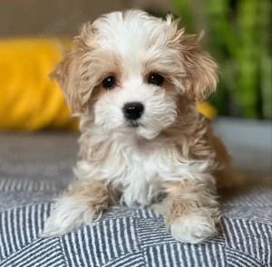 pui de maltipoo  - imagine 3