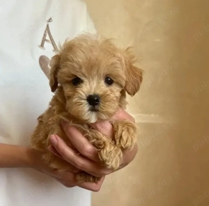 pui de Maltipoo  - imagine 2